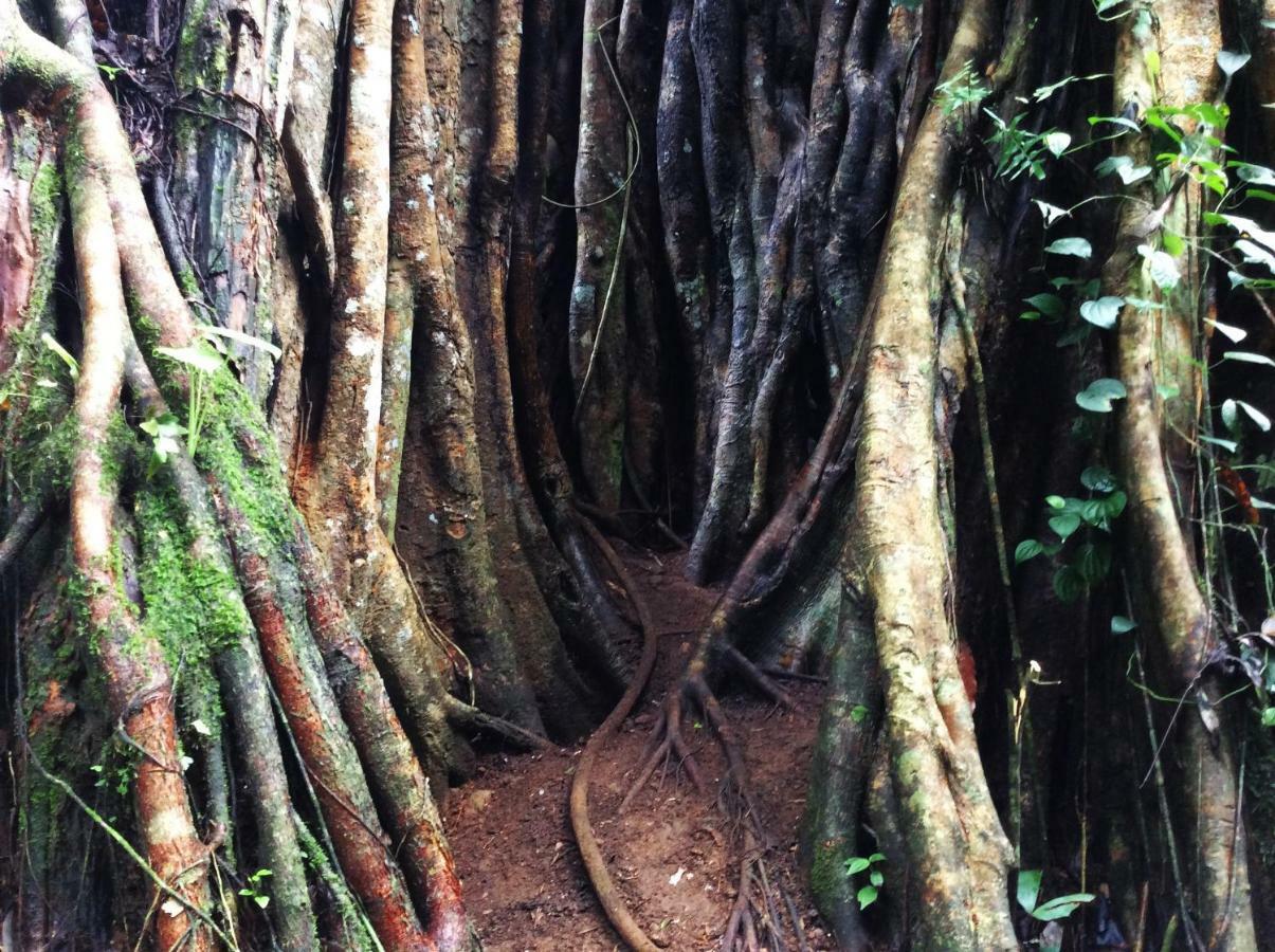 דניאיאה Natural Mystic Sanctuary מראה חיצוני תמונה